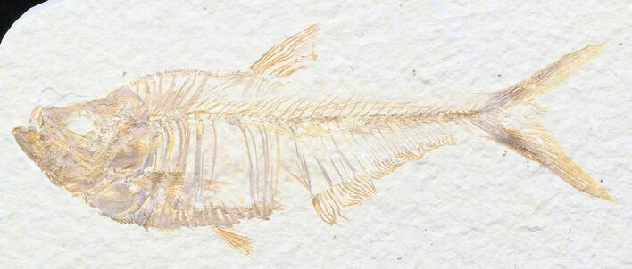 Diplomystus Fossil Fish - Wyoming #41049